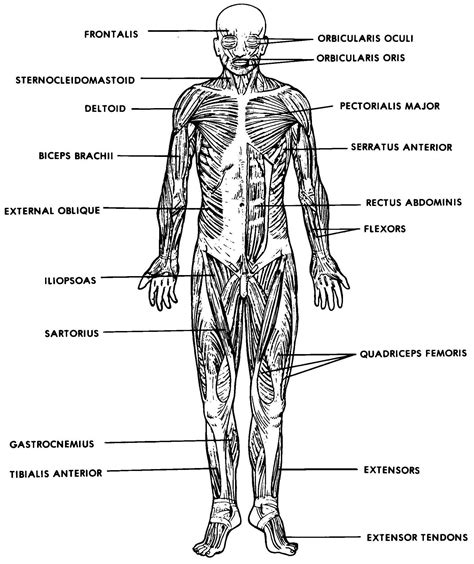 Human Body Muscle Diagram Not Labeled