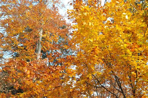 Beech Trees (Beechnut Trees) for Fall Foliage