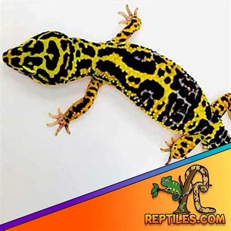 Best Leopard Gecko Enclosure | tunersread.com