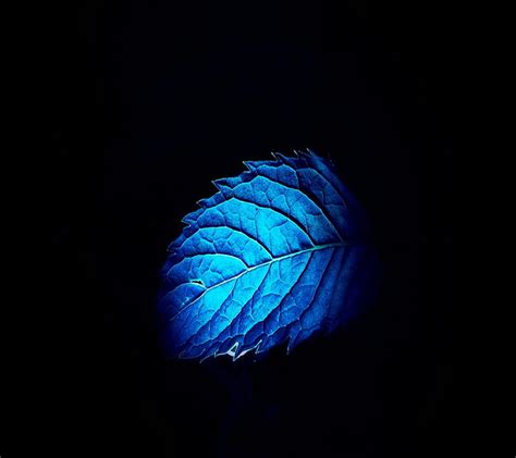 Blue Leaf, blue, lea, HD wallpaper | Peakpx