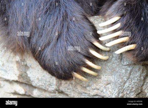 Grizzly Bear Claws Stock Photo - Alamy