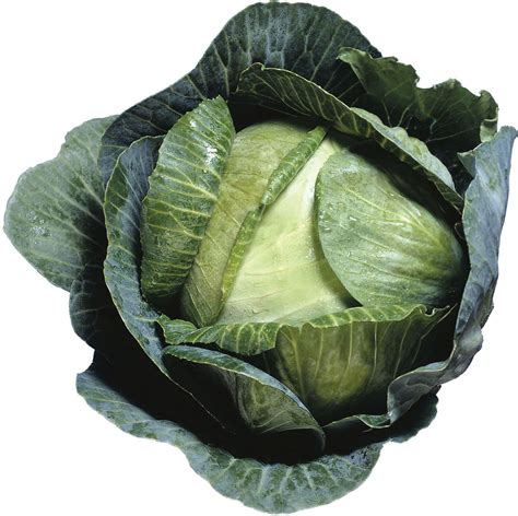 Cabbage | plant and vegetable | Britannica