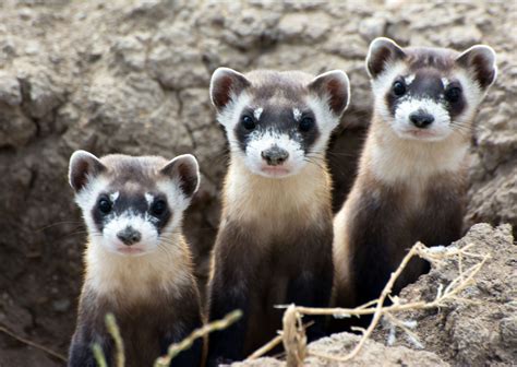 Peanut butter and drones give new hope for the black-footed ferret, America’s most endangered ...