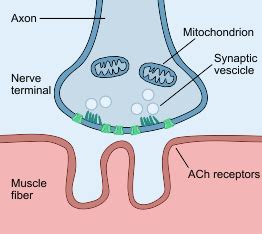 Neuromuscular Junction | Development, Anatomy, Physiology