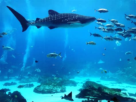 Whale Shark at the Georgia Aquarium : r/pics