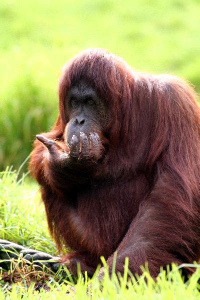 Orangutan Eating