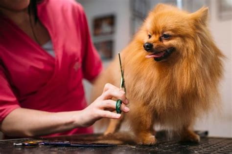 How to Groom a Pomeranian · The Wow Decor