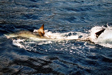 File:Great white shark 1001.jpg - Wikimedia Commons