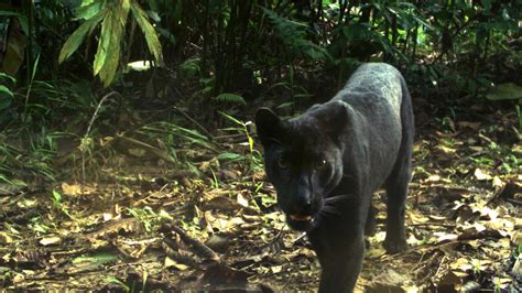 Tracking the Black Panthers of Malaysia | Panthera