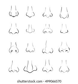 Different Nose Shapes Types