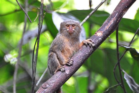 Western pygmy marmoset - Wikiwand