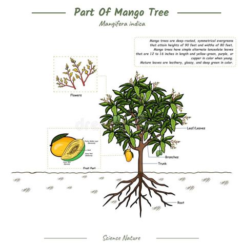 Parts Mango Tree Stock Illustrations – 15 Parts Mango Tree Stock Illustrations, Vectors ...