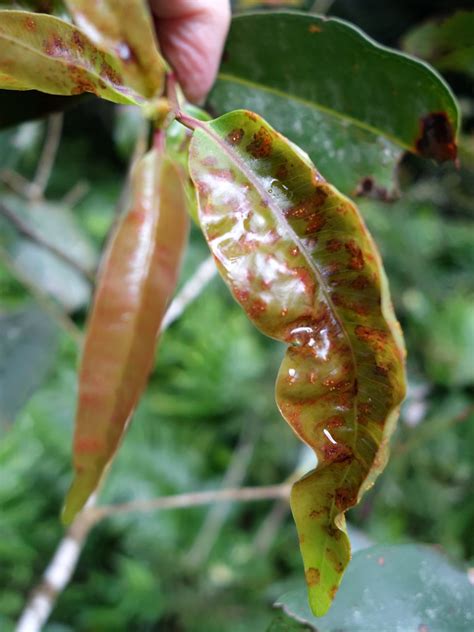 Myrtle rust, caused by Puccinia psidii at Moanalua valley … | Flickr