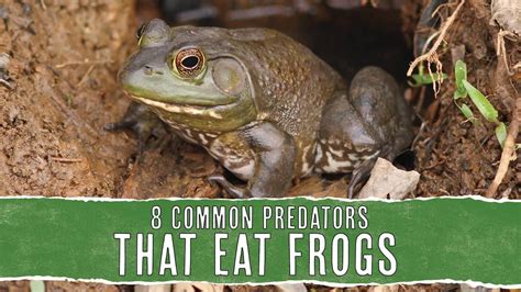 8 Predators That Eat Frogs: In-Depth Look - Pest Pointers