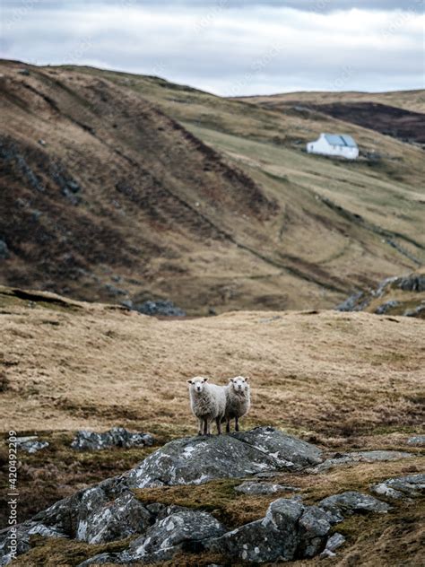 Shetland sheep Stock Photo | Adobe Stock