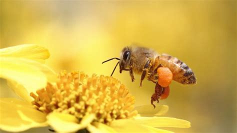 honey, Bee, Pollinating, Flower, Yellow Wallpapers HD / Desktop and Mobile Backgrounds