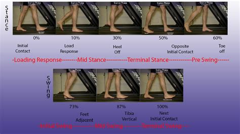 Gait Cycle & Gait Analysis | Basis Assessment | Biomechanics