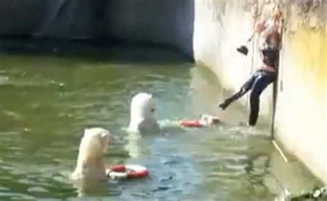 Polar Bear Attack - Berlin Zoo