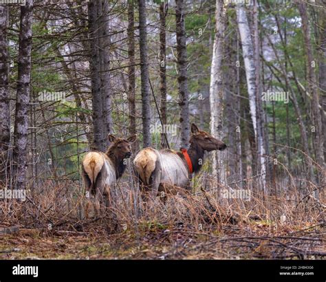 Clam Lake elk herd in northern Wisconsin Stock Photo - Alamy