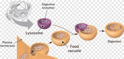 Lysosome Cell Diagram