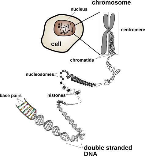 Chromosomes and Karyotypes | General Biology at BCC