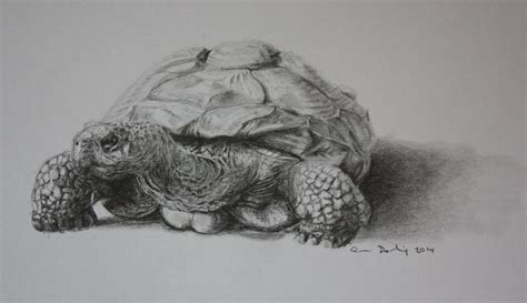 Best Free Tortoise Sketch Drawing With Creative Ideas - Sketch Drawing Art