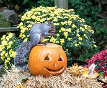 Fox Squirrel Eating Pumpkin Free Stock Photo - Public Domain Pictures