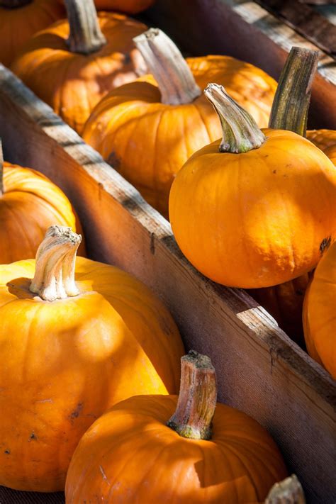 Free Images : harvest, produce, autumn, pumpkin, halloween, calabaza ...