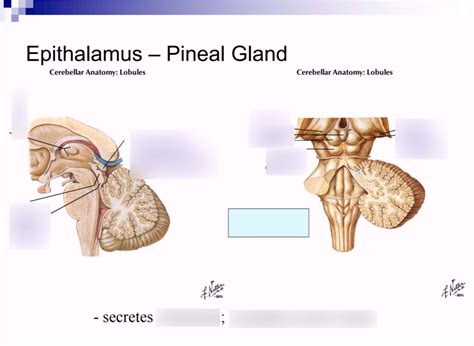 Epithalamus (Pineal Gland) Diagram | Quizlet