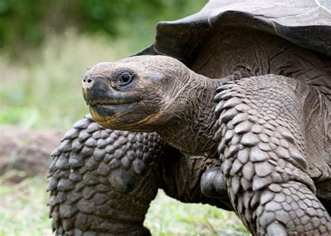 12 Giant Galapagos Tortoise Facts | Latin Roots Travel