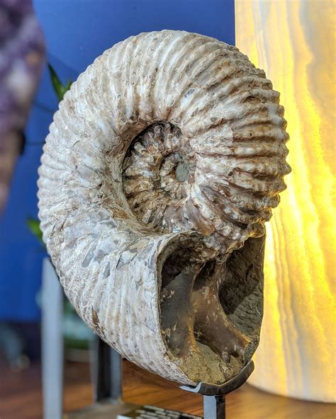 Mantelliceras Giant Ammonites, From Morocco | lupon.gov.ph