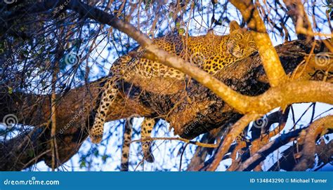 African Leopard Sleeping in a Tree Stock Photo - Image of hunter ...