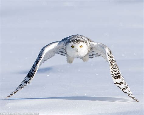 White Wolf : Snowy Owl uses aerial acrobatics to surprise Arctic wolves