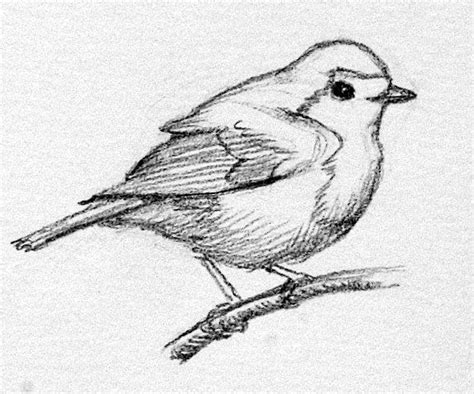 Robin Outline Drawing at PaintingValley.com | Explore collection of Robin Outline Drawing