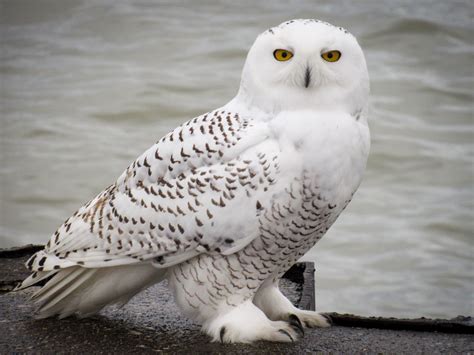 Big winter for Snowy Owls unlikely, expert says - BirdWatching | Snowy ...