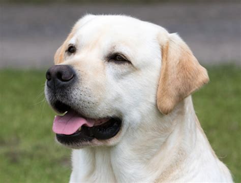 Retriever (Labrador) | Breeds A to Z | The Kennel Club