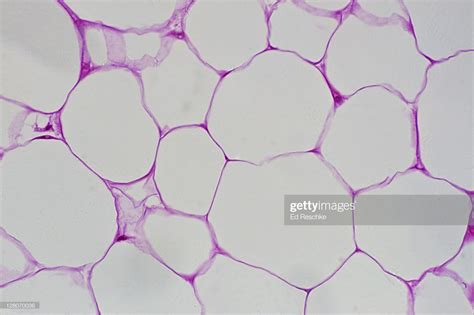 Adipose Tissue Diagram