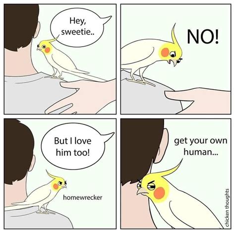 Funny Bird Memes | Funny parrots, Cockatiel, Funny birds