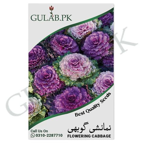 Flowering Cabbage Seeds - Islamabad - Gulab.pk