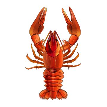 Red Lobsterisolated, Graphic Wildlife, Label, Drawing PNG Transparent ...