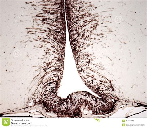 Tanycytes of the Third Ventricle Stock Image - Image of system, body: 117240615