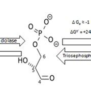 hydrolysis of Fructose – 1, 6 – bisphosphate into D-glyceraldehyde... | Download Scientific Diagram