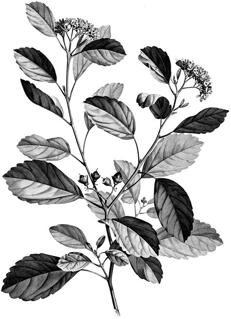 4 Black and White Botanical Stems Images! - The Graphics Fairy