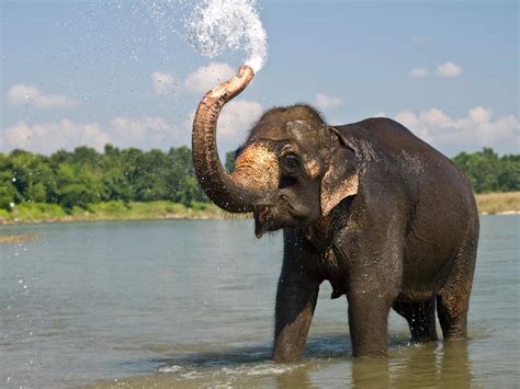 Asian Elephant Wallpapers - Wallpaper Cave