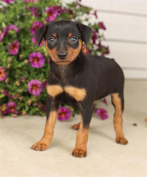 Miniature Pinscher Puppies for Sale | Buckeye Puppies