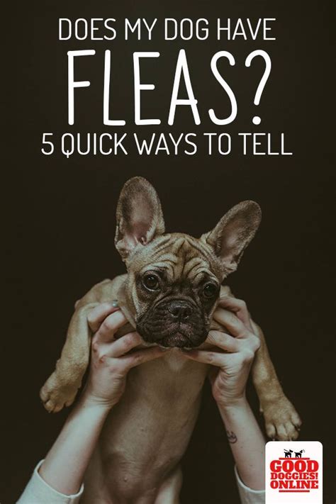 How To Tell If Your Dog Has Fleas | zaria-kline