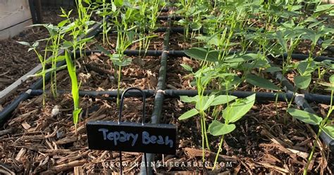 How to Grow Tepary Beans - Growing In The Garden