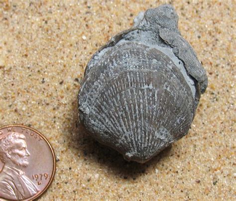 Brachiopod Fossils | Fossil Lady