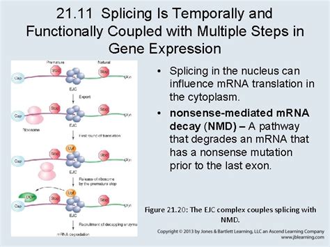 Chapter 21 RNA Splicing and Processing 21 1