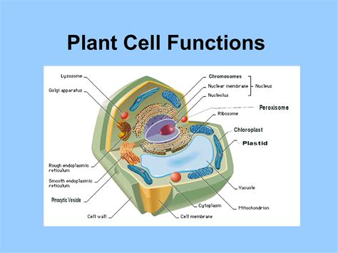 Plant Cell Functions Cell Parts And Functions Plant Cell Labeled | The Best Porn Website